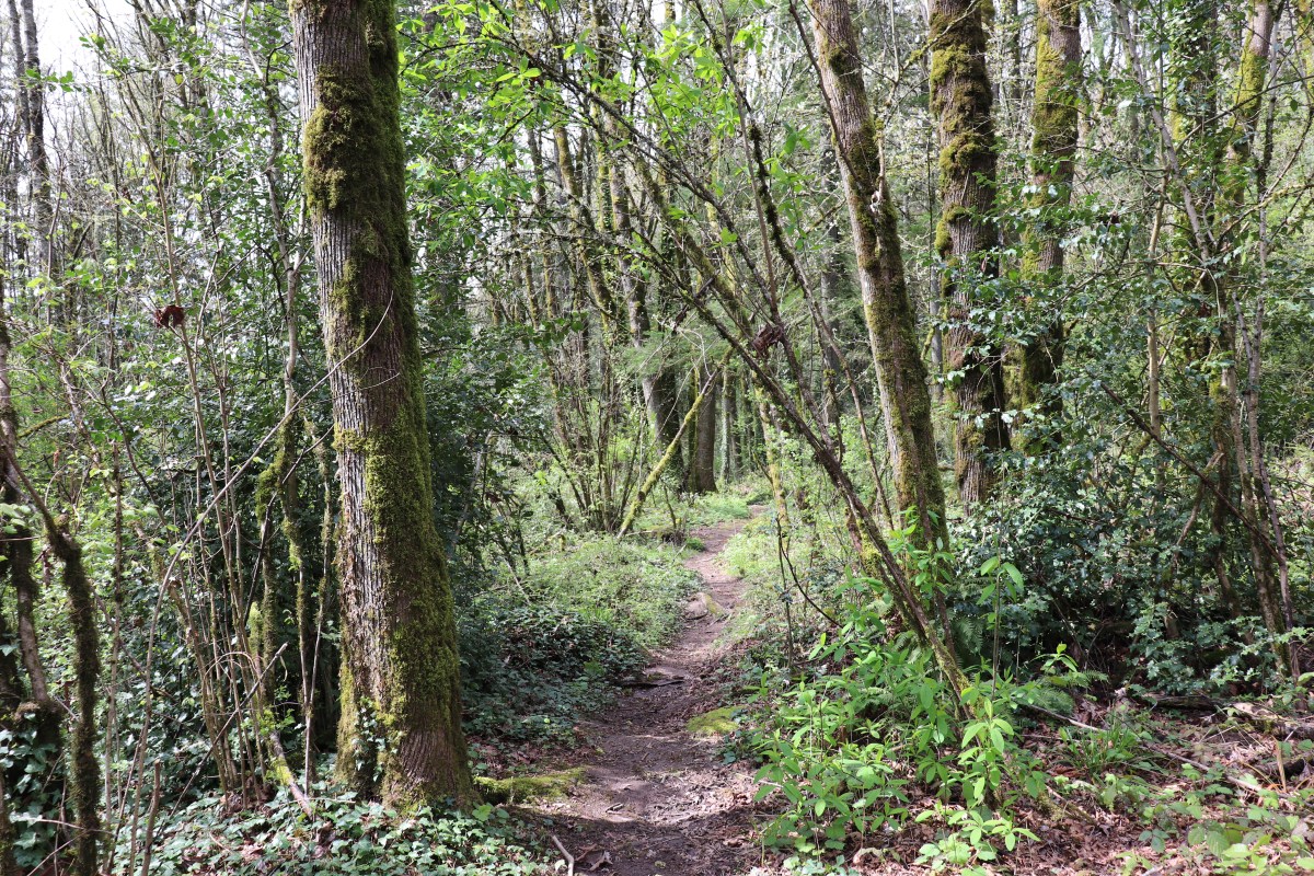 A tale in wellness:&nbsp;ASMR