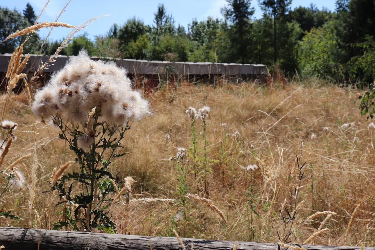 In The Meadow: A Haiku by Mike&nbsp;Cole