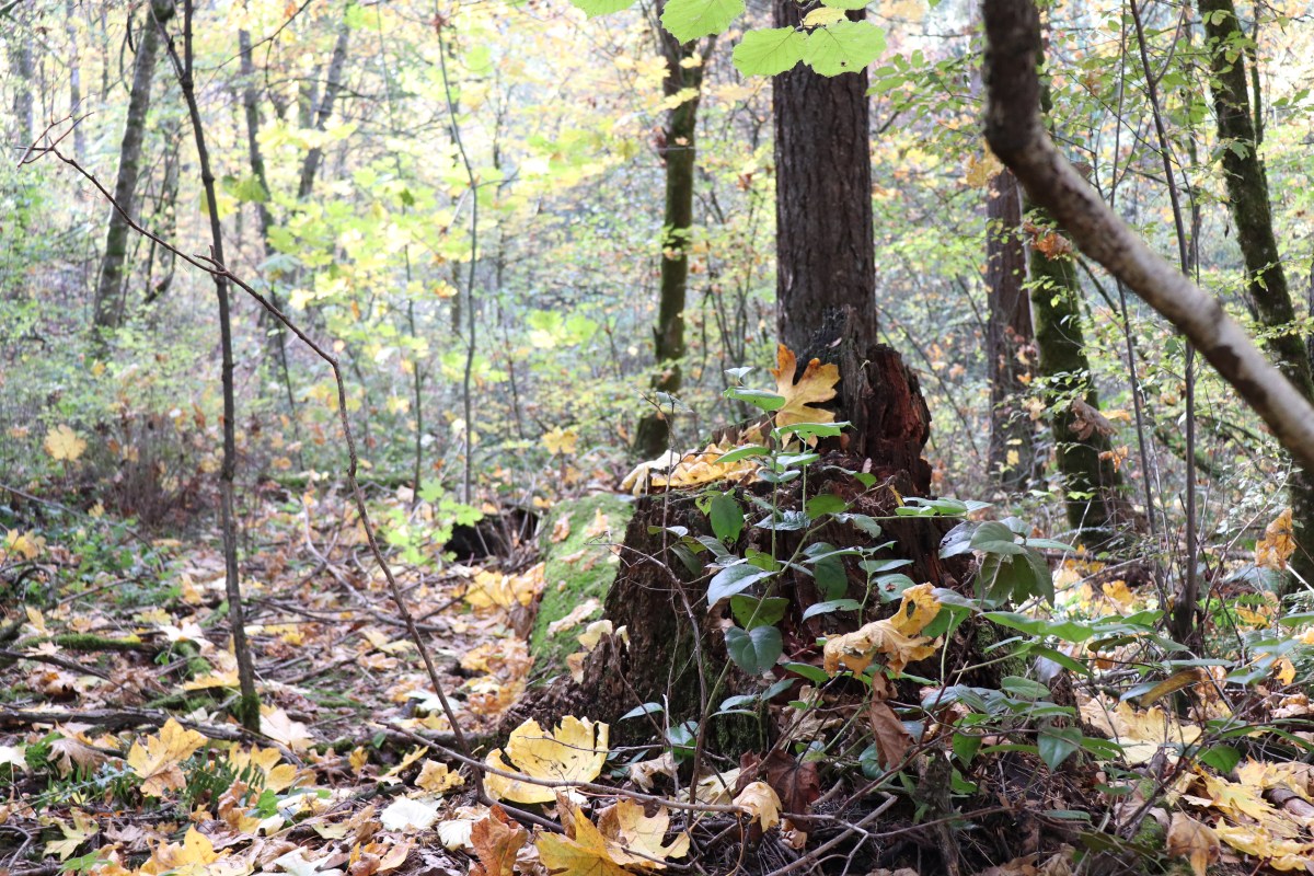 The Manor: A short Story by Mike&nbsp;Cole