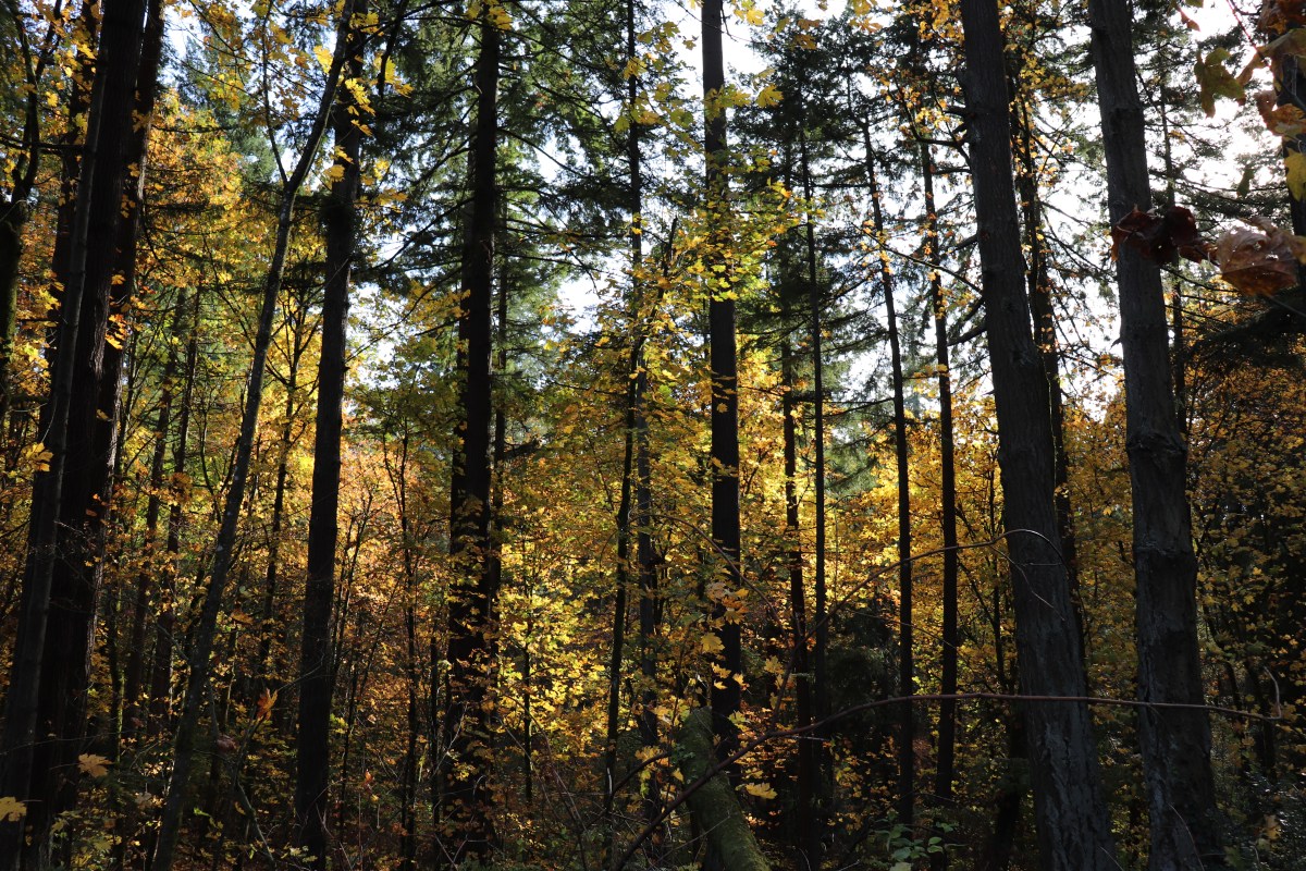 New Horizon: Awakening